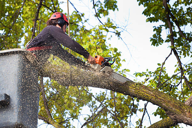 Best Tree Stump Removal  in Citrus Hills, FL